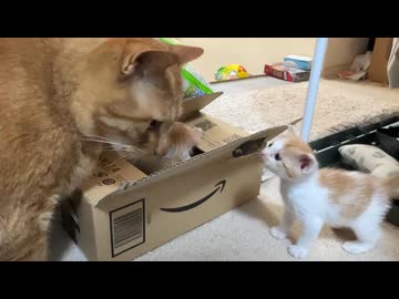 200gのミニミニ子猫、7kgのからあげ猫と対面する