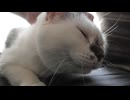 にゃんこの日常 6 令和８年１０月１５日（木）