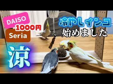 【やみつき】酷暑を乗り切る！お父ちゃん特製「冷やしインコ機」に群がるモモヒキ隊 #100均リメイク