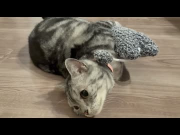ごまさんの貴重な映像を入手しました