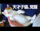 末っ子子猫、恐るべき才能を見せつける
