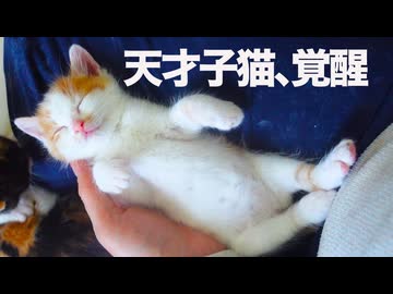 末っ子子猫、恐るべき才能を見せつける