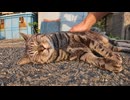 夕暮れの漁港の路地裏で出会った猫ちゃん、ナデナデすると嬉しそうにゴロゴロ！□