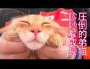 ウチューネコ次世代、珍妙に成長する