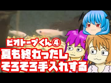 夏の終わり将来の夢大きな希望（ビオトープ編 その４）【７月末あたりにクソ暑かったのが悪い】