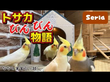 【オカメあるある】わざわざそこ行くの？予想外すぎるオカメインコの行動がこちらです #アスレチック意味なし？