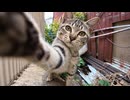 倉庫の裏に隠れた子猫、一旦は逃げたけどやっぱ戻ってきてカメラを叩く