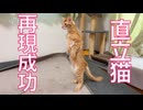 黄金の耳毛猫、直立の再現に成功する