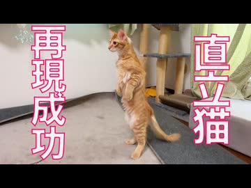 黄金の耳毛猫、直立の再現に成功する