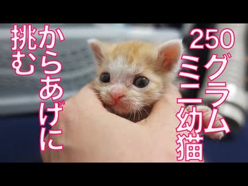 250gのミニ子猫、7200gのからあげに懐く