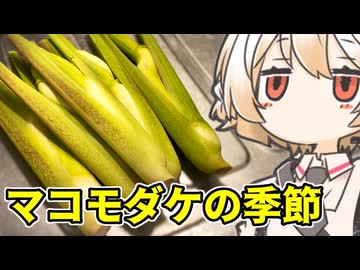 マコモダケ定食【ナースロボ】