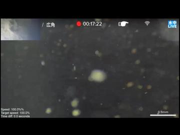 2024/11/29 【水中実況#U018】野生のプランクトンを見よう！　＋ ヘチカメラ【金曜定期便】