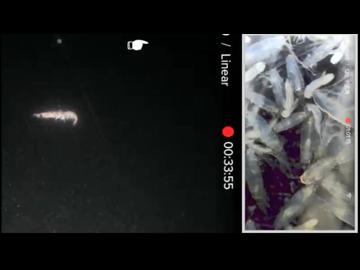 2025/11/07 【水中映像ライブUC062】Nカメ復活か！？　PカメもVアップ【金曜定期便】水温15℃（ほぼ全部チラ見せ）