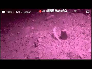 2025/11/21 【水中映像ライブUC065】アミパワーグレ撒くぞぉ～（赤外線カメラ）【金曜定期便】水温14℃（ほぼ全部チラ見せ）