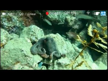 2025/11/23 【水中映像ライブUC066】横でカワハギが釣れてます水温18℃（ほぼ全部チラ見せ）