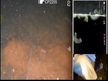 2025/11/14  【水中映像ライブUC064】エサまくぞぉ！　お魚さんでてきてね【金曜定期便】水温16℃(前半）