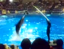 イルカショー・アシカショー at 品川アクアスタジアム水族館