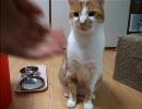 お手ねこ