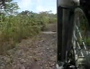 日本三景の見える林道