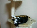 小鉄　on　CAT TOWER