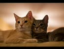 アニソン中心のサビメドレー【１５０曲】