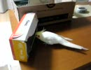【オカメインコ】箱落とし