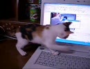 さらに4ヶ月後の猫にニコニコ動画を見せてみた。