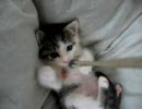 ひもにじゃれる子猫