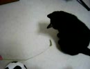 ツンデレ猫の葛藤。
