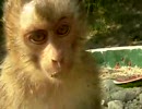 しらとり動物園6　サルサル小猿　ショート猿廻り