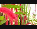 植物園