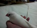 文鳥白丸