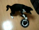 CRAZY CAT（クレイジーキャット） vs　小鉄