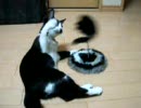 CRAZY CAT（クレイジーキャット） vs　小鉄