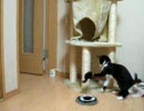 CRAZY CAT（クレイジーキャット） vs　小鉄　on　CAT TOWER