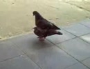 鳩
