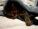 人気の デブ猫 動画 158本 ニコニコ動画