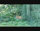 猫にバレずに触ろう