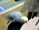 オカメインコのよもぎ君～反抗期編～