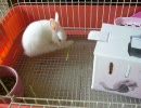 うさぎさん
