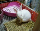 仔うさぎ