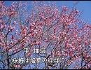 遙か３　「桜梅は焔華の蝶群に」歌ってみました