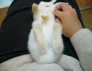 仔うさぎ　初仰向けだっこ