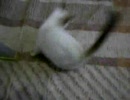 借りてきた子猫-4