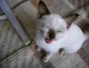 借りてきた子猫-6