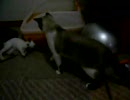 借りてきた子猫-7