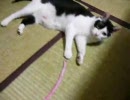 テンション上がらないけど、猫と遊んでみた。