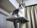みくそら 006: 懸垂 and キック