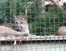 ピューマ