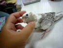 なでなでしてほしいオカメインコ
